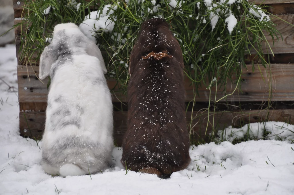 Lapins
