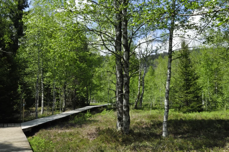 Tourbières des Ponts-de-Martel