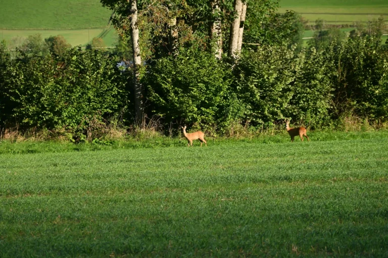 Chevreuils, Courtelary Jura bernois