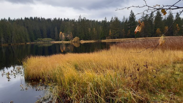 Etang de la Gruère