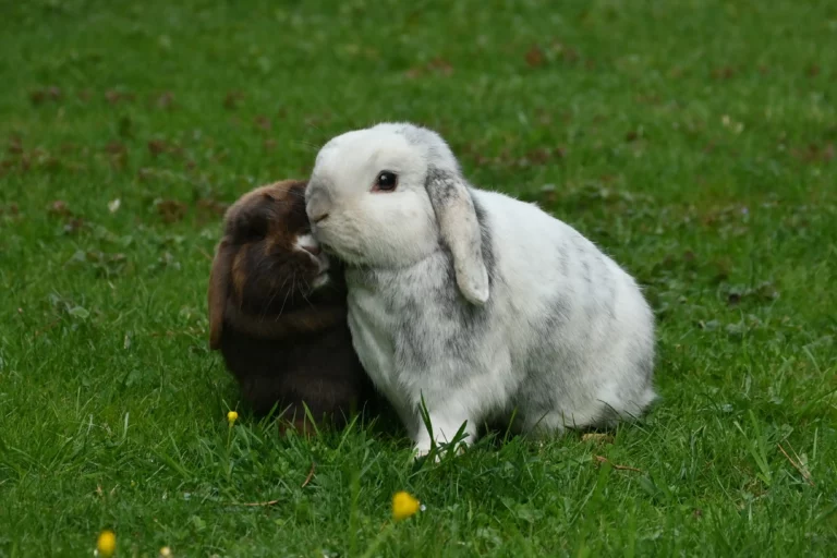 Lapins