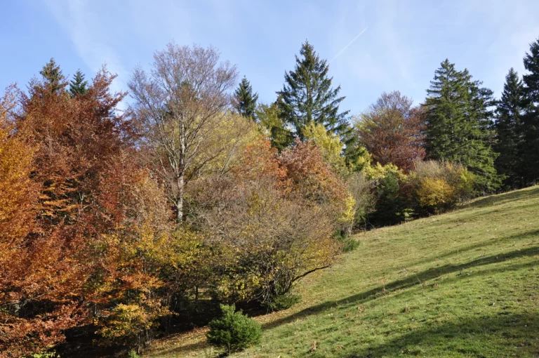 Balade en automne sur le Montoz, Jura bernois