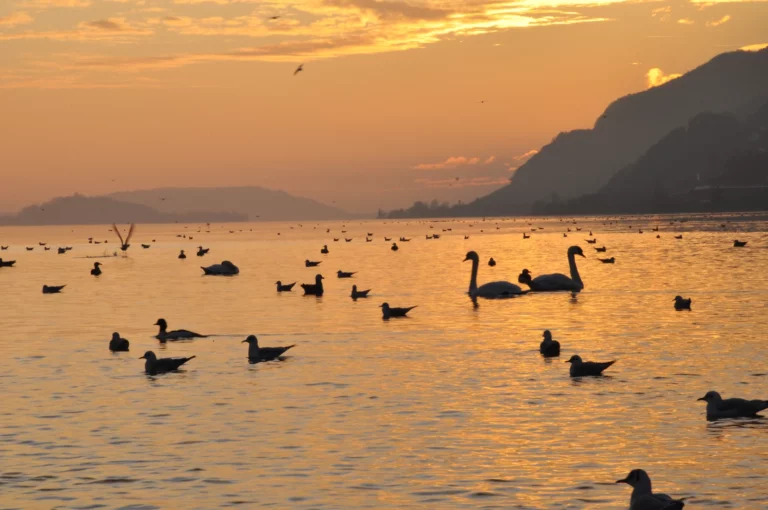 Bord du lac de Bienne