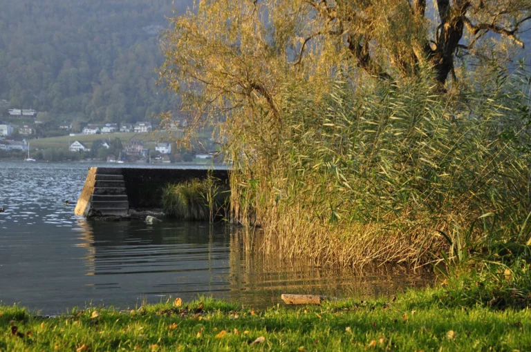 Bord du lac de Bienne