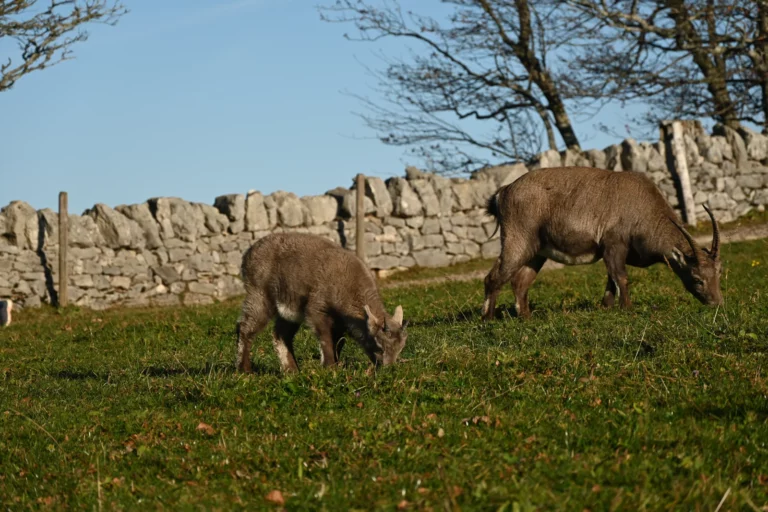 Rencontre avec des bouquetins au Creux du Van, Neuchâtel