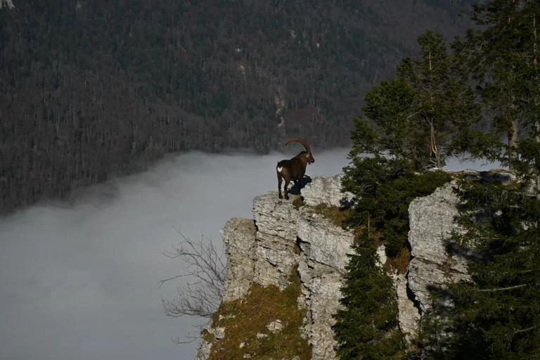 Rencontre avec un bouquetin au Creux du Van, Neuchâtel