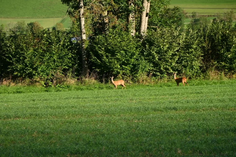 Chevreuils, Courtelary, Jura bernois