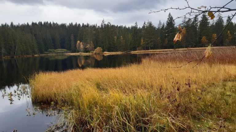 Balade en automne à l'étang de la Gruère, Franches-Montagnes