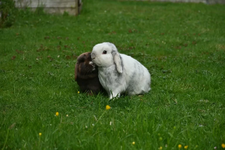 Lapins